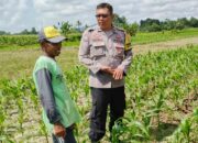 Sinergi Polres Lombok Barat dan Petani Jagung