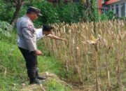 Sinergi Polri dan Petani Jaga Stok Pangan di Lombok Barat