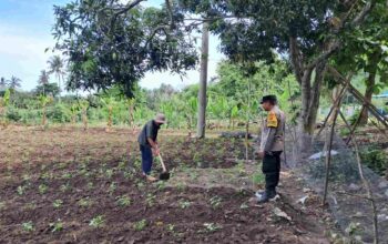 Polres Lombok Barat Intensifkan Pendampingan Petani Jagung